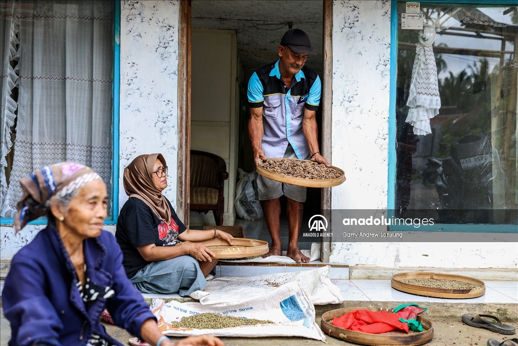 Harvesting coffee beans in Indonesia
