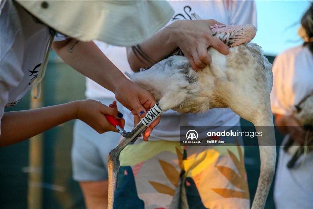 İzmir'de halkalanan yavru flamingoların yaşamı takip edilecek