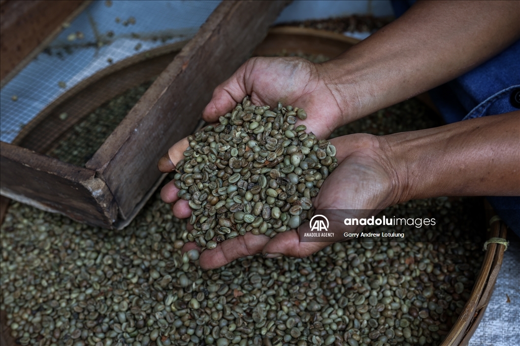 Harvesting coffee beans in Indonesia