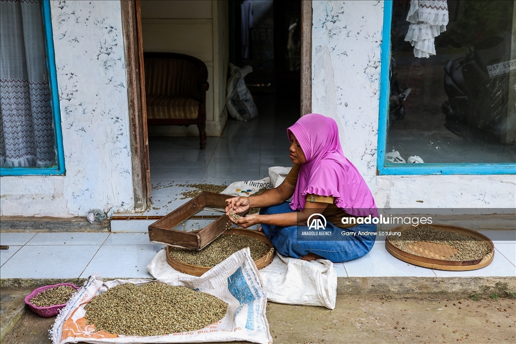 Harvesting coffee beans in Indonesia
