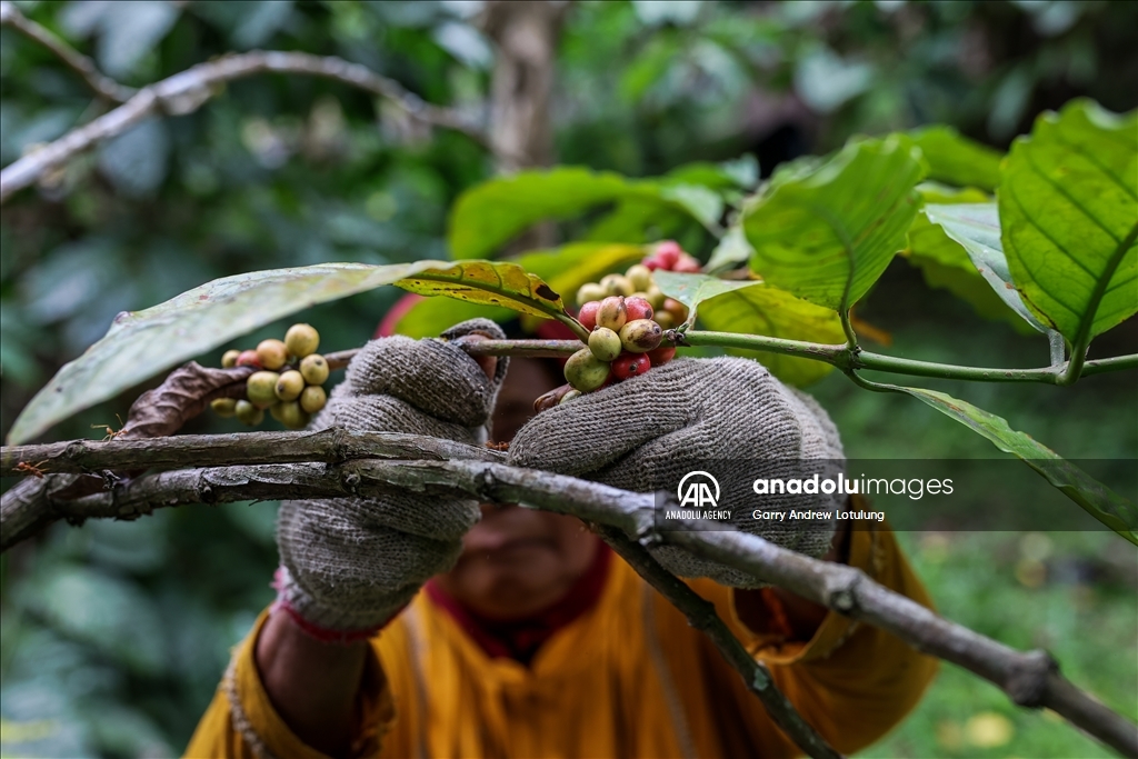 Harvesting coffee beans in Indonesia