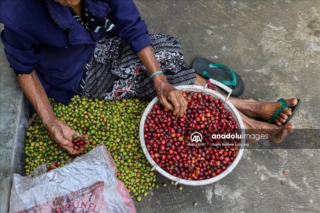 Harvesting coffee beans in Indonesia