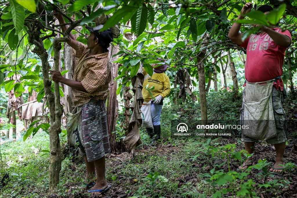 Harvesting coffee beans in Indonesia