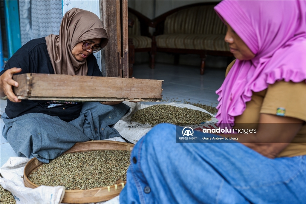 Harvesting coffee beans in Indonesia