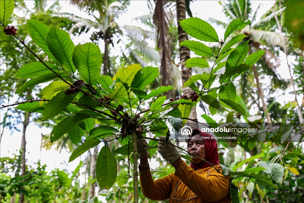Harvesting coffee beans in Indonesia