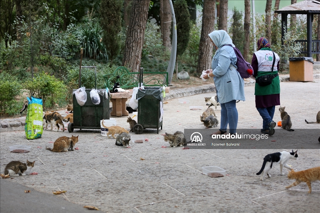 روز جهانی گربه در ایران