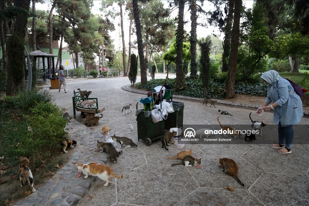 İran'da Uluslararası Kedi Günü