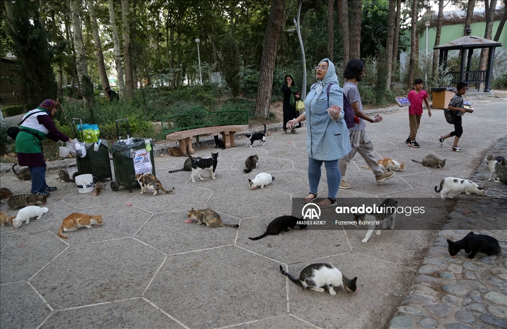İran'da Uluslararası Kedi Günü