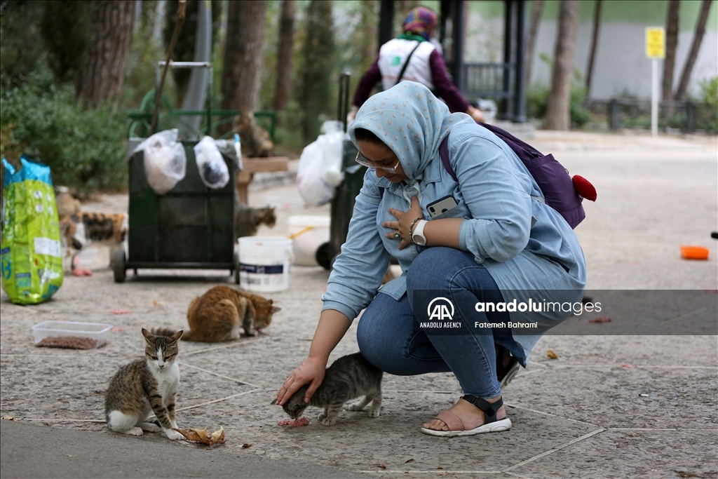 روز جهانی گربه در ایران