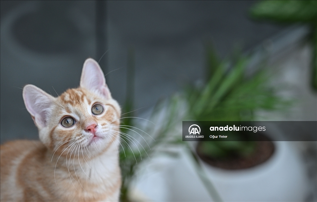 Uluslararası Kedi Günü