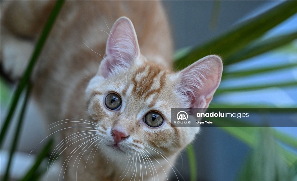 Uluslararası Kedi Günü