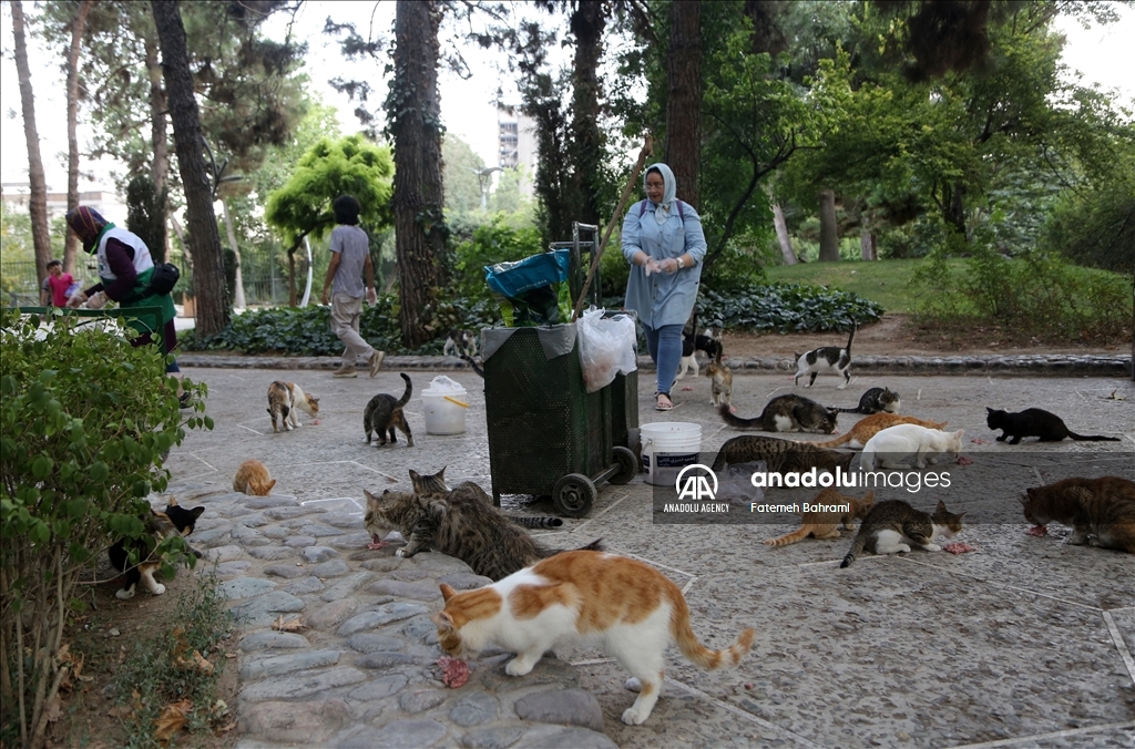 İran'da Uluslararası Kedi Günü