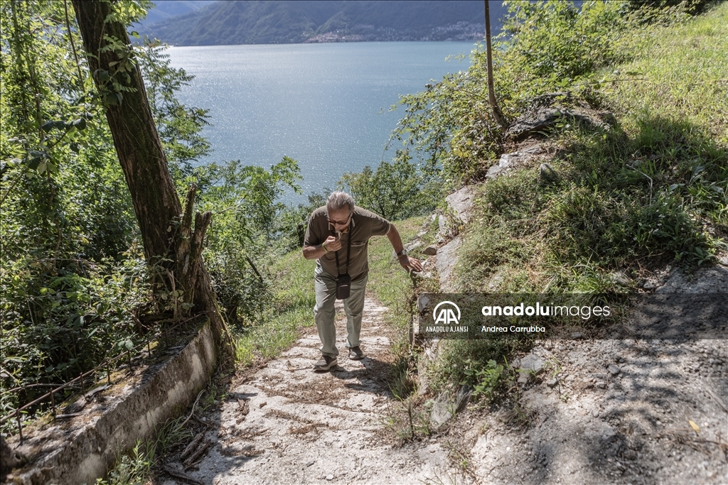 Avrupa'daki zeytin üretimi krizi: Como Gölü'ndeki zeytinyağı üretimi