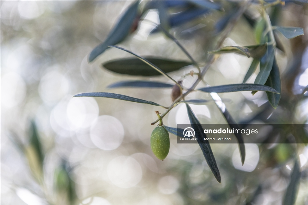 Avrupa'daki zeytin üretimi krizi: Como Gölü'ndeki zeytinyağı üretimi