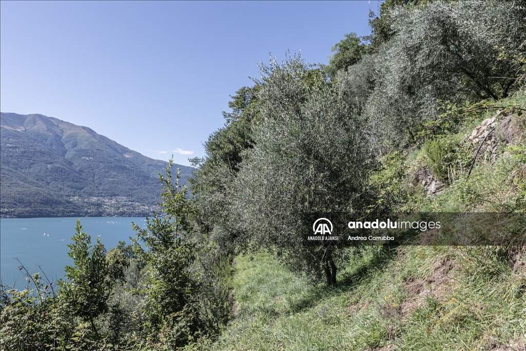 Avrupa'daki zeytin üretimi krizi: Como Gölü'ndeki zeytinyağı üretimi