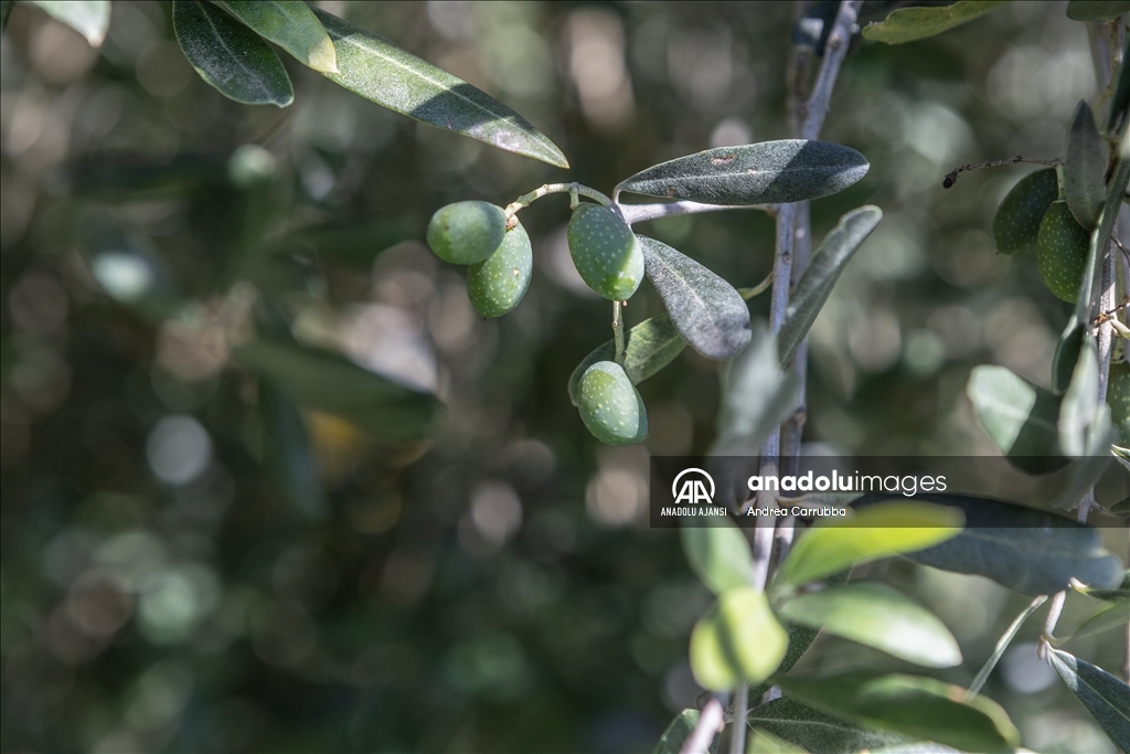 Avrupa'daki zeytin üretimi krizi: Como Gölü'ndeki zeytinyağı üretimi