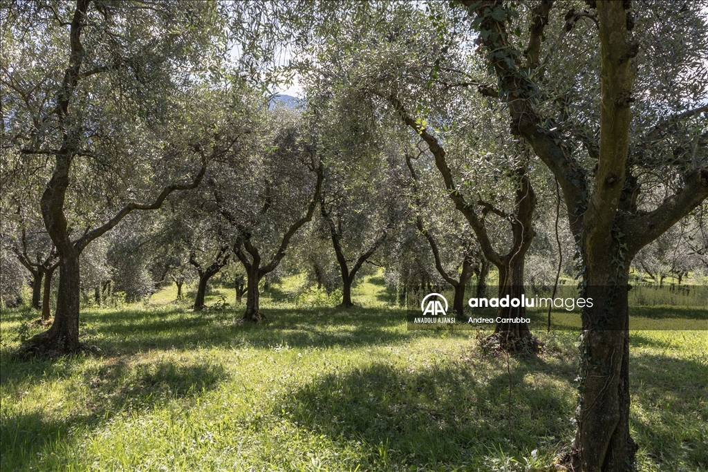 Avrupa'daki zeytin üretimi krizi: Como Gölü'ndeki zeytinyağı üretimi