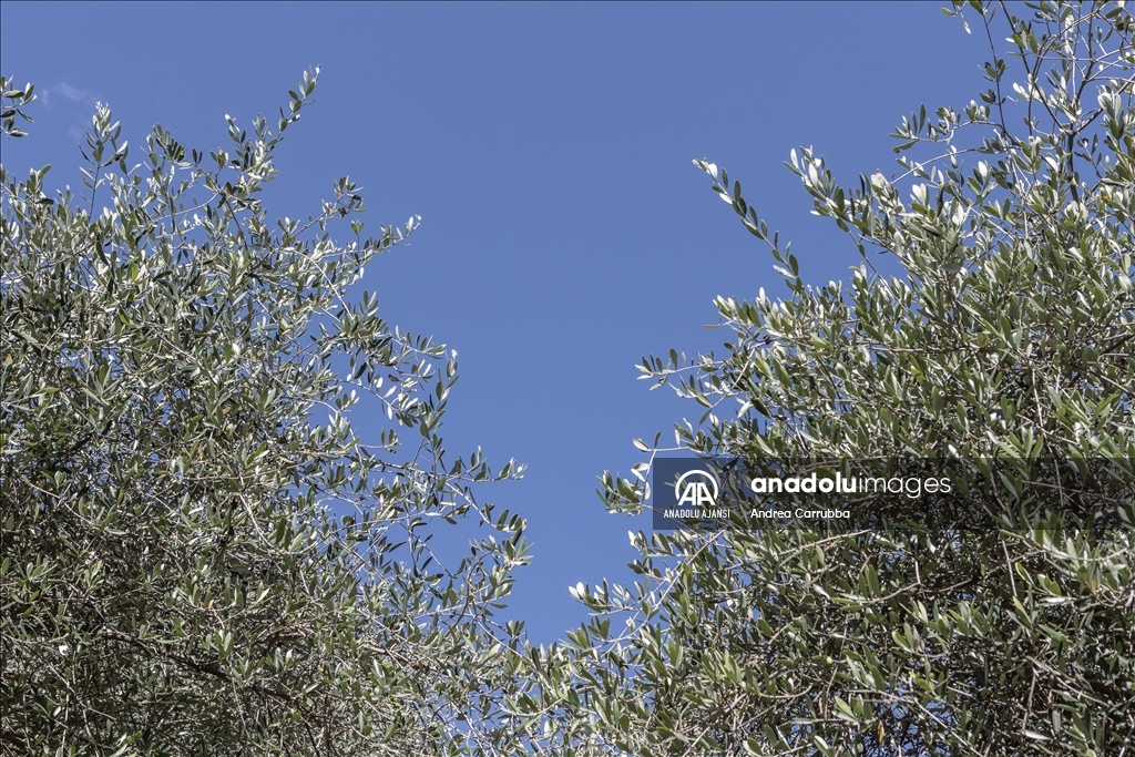 Avrupa'daki zeytin üretimi krizi: Como Gölü'ndeki zeytinyağı üretimi