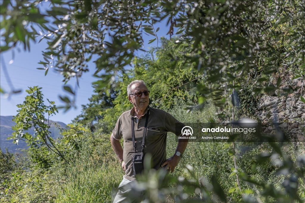 Avrupa'daki zeytin üretimi krizi: Como Gölü'ndeki zeytinyağı üretimi