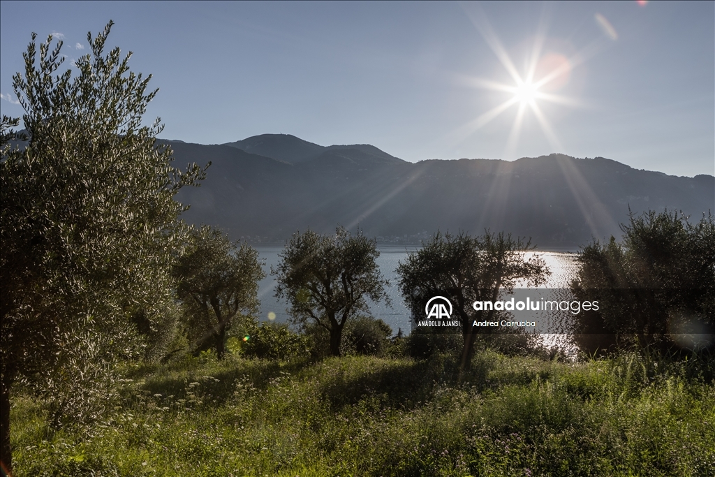 Avrupa'daki zeytin üretimi krizi: Como Gölü'ndeki zeytinyağı üretimi