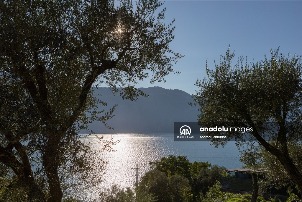Avrupa'daki zeytin üretimi krizi: Como Gölü'ndeki zeytinyağı üretimi