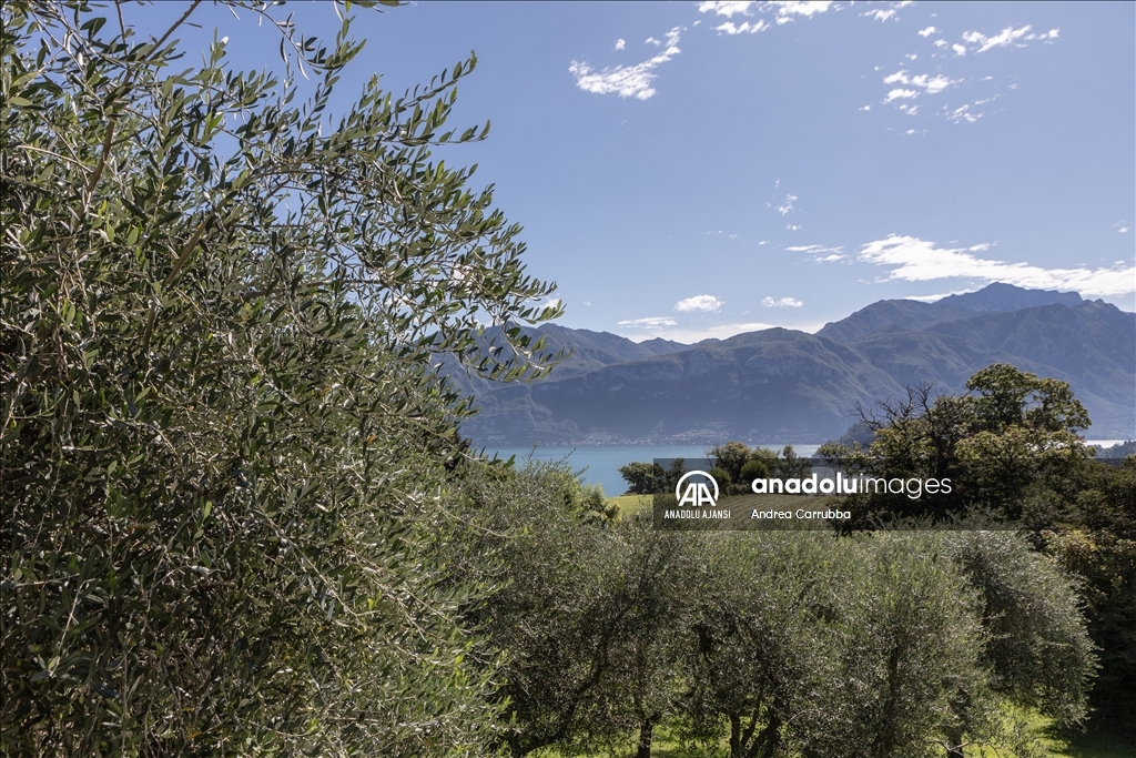 Avrupa'daki zeytin üretimi krizi: Como Gölü'ndeki zeytinyağı üretimi
