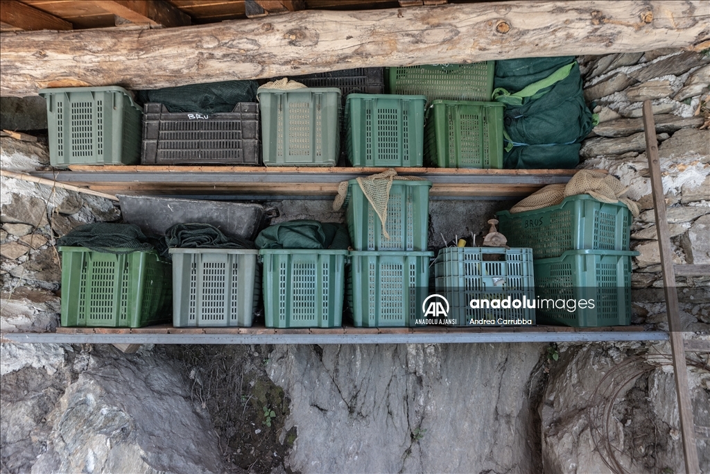 Avrupa'daki zeytin üretimi krizi: Como Gölü'ndeki zeytinyağı üretimi