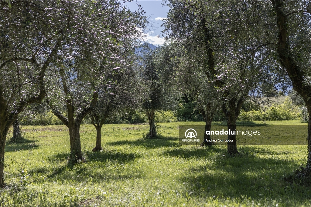 Avrupa'daki zeytin üretimi krizi: Como Gölü'ndeki zeytinyağı üretimi