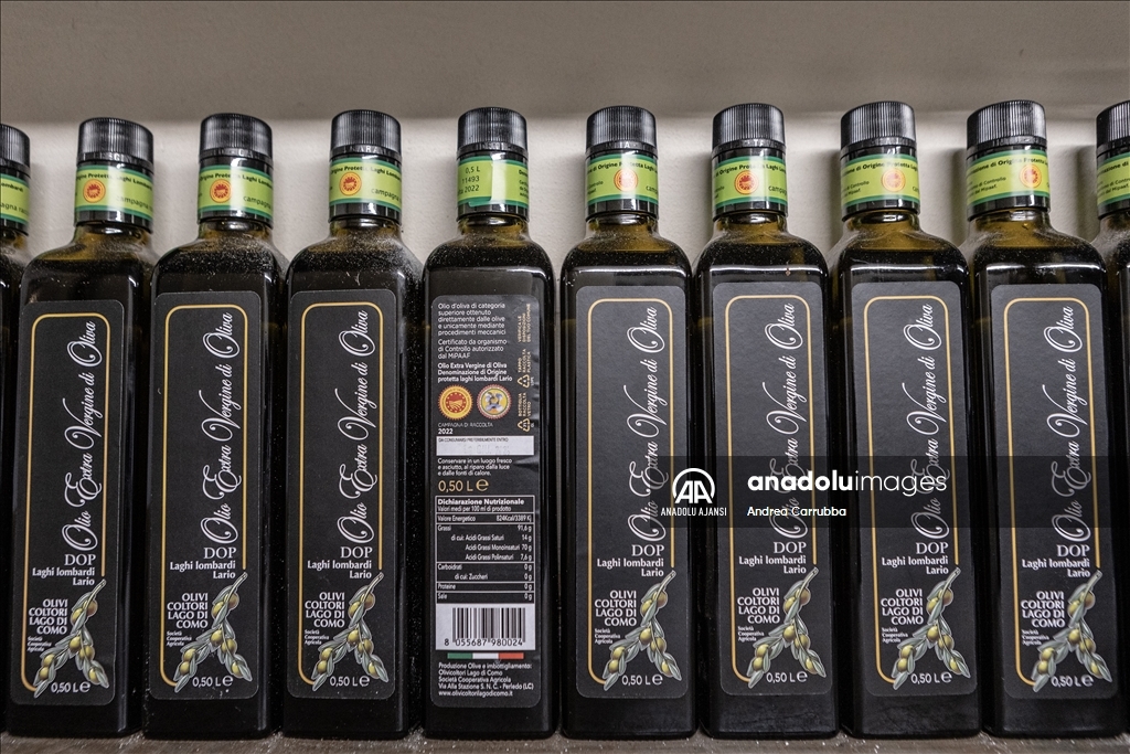 Avrupa'daki zeytin üretimi krizi: Como Gölü'ndeki zeytinyağı üretimi