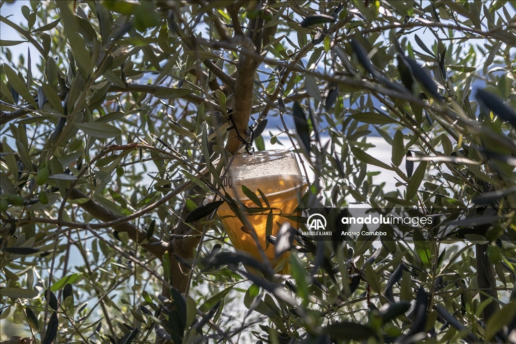 Avrupa'daki zeytin üretimi krizi: Como Gölü'ndeki zeytinyağı üretimi