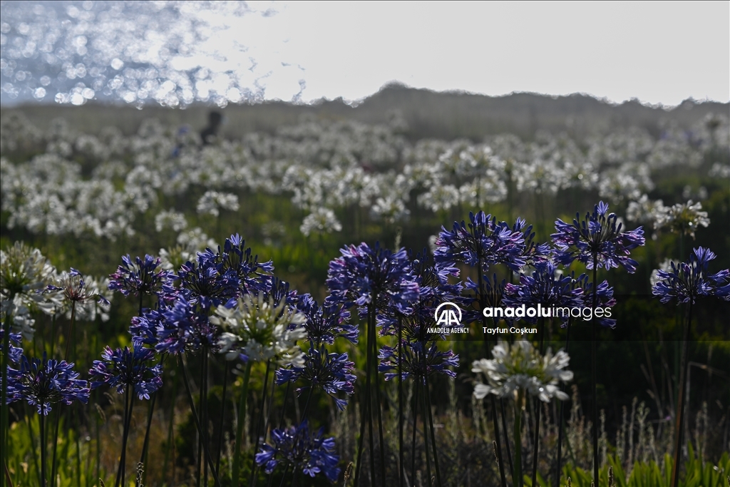 Agapanthuses flowers (Lily of the Nile) at Montara State Beach in California