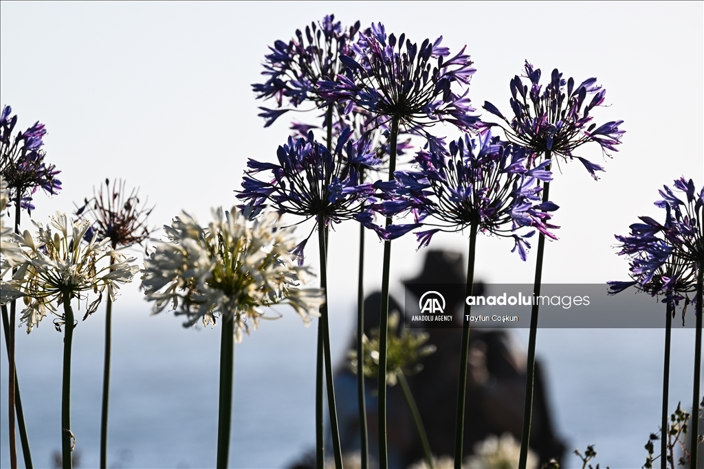 Agapanthuses flowers (Lily of the Nile) at Montara State Beach in California