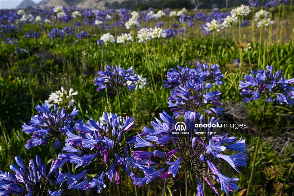 Agapanthuses flowers (Lily of the Nile) at Montara State Beach in California