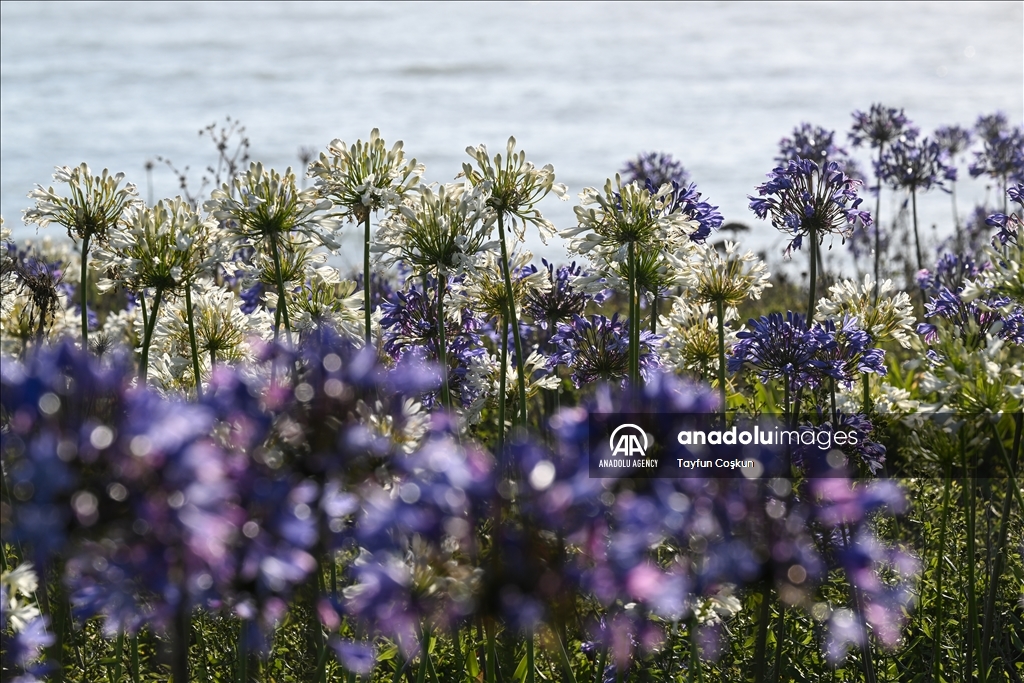Agapanthuses flowers (Lily of the Nile) at Montara State Beach in California