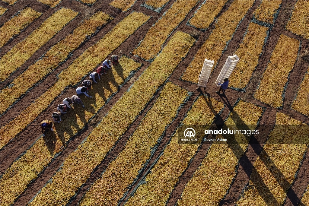 Sun-dried apricot process in Turkiye's Malatya