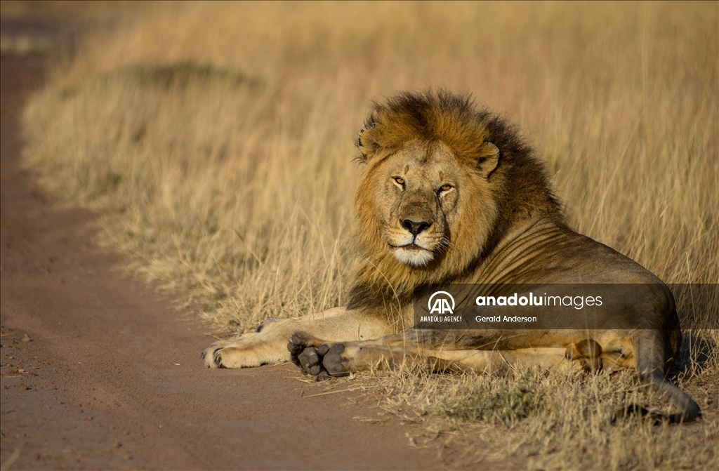 World Lion Day in Kenya