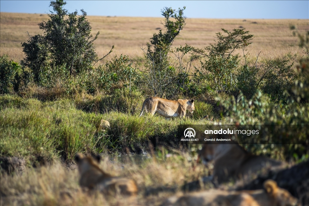 World Lion Day in Kenya