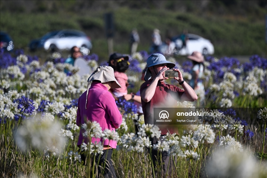 Agapanthuses flowers (Lily of the Nile) at Montara State Beach in California