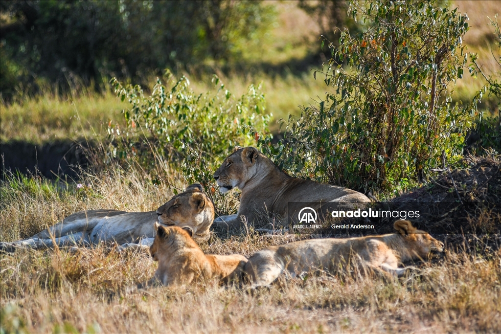 World Lion Day in Kenya