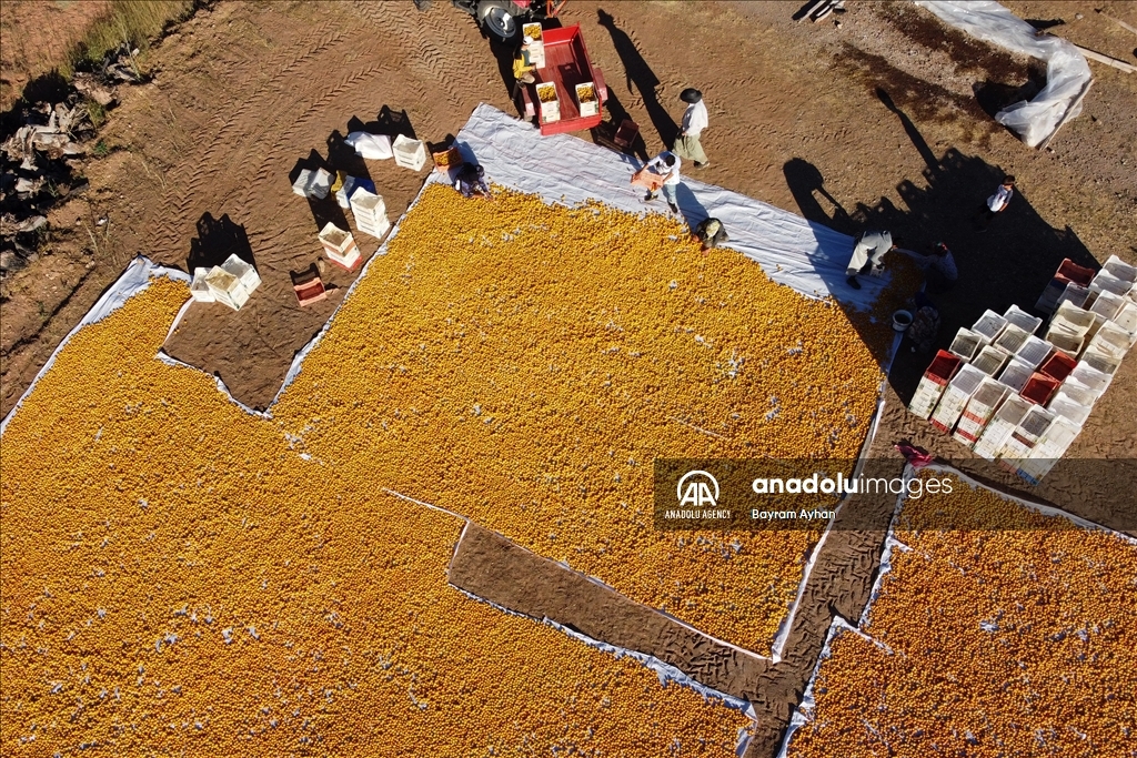 Sun-dried apricot process in Turkiye's Malatya