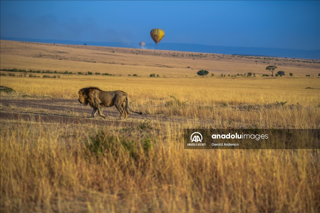 World Lion Day in Kenya