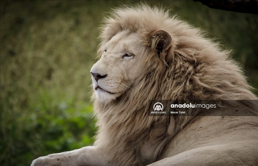 10 Ağustos ''Dünya Aslan Günü"