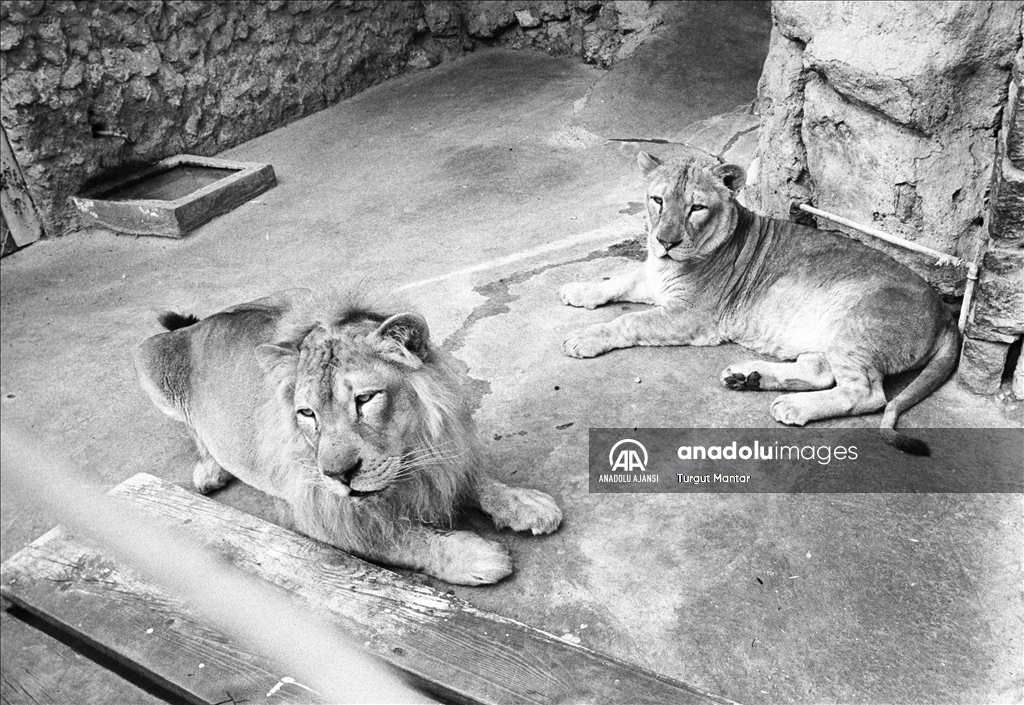 10 Ağustos ''Dünya Aslan Günü"