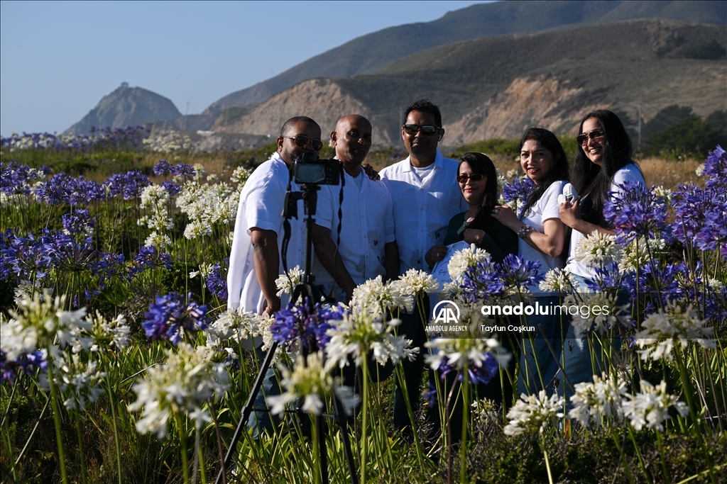 Agapanthuses flowers (Lily of the Nile) at Montara State Beach in California
