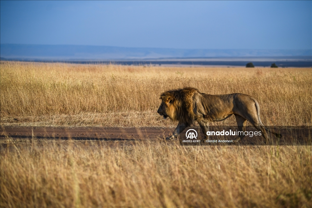 World Lion Day in Kenya