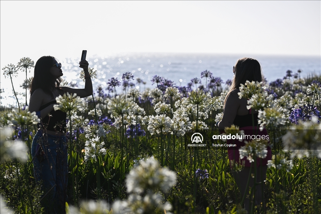 Agapanthuses flowers (Lily of the Nile) at Montara State Beach in California