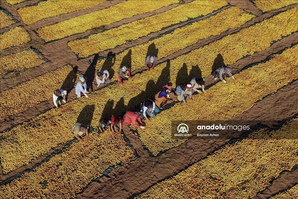 Sun-dried apricot process in Turkiye's Malatya