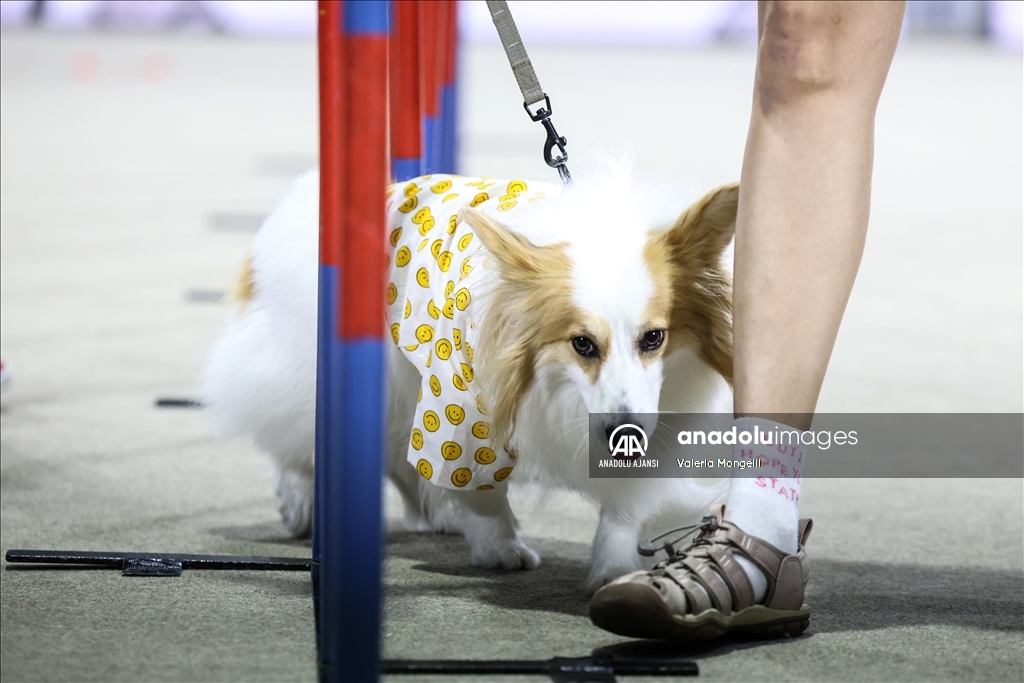 Tayland'ın en büyük evcil hayvan fuarı Pet Expo Championship başkent Bangkok'ta başladı