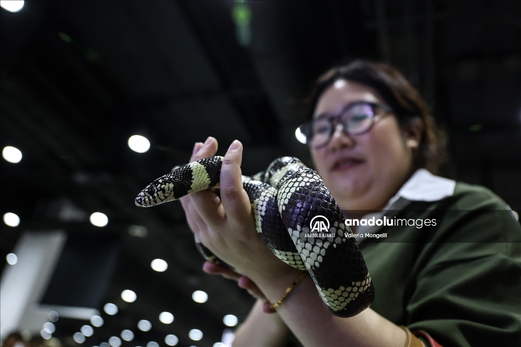 Tayland'ın en büyük evcil hayvan fuarı Pet Expo Championship başkent Bangkok'ta başladı