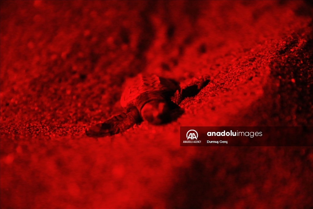 تلاش لاکپشت‌های سرخ نوزاد برای رسیدن به دریا در پلاژ معروف «ایزتوزو» ترکیه